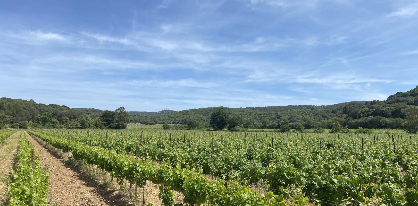 Terrains à bâtir à LEZIGNAN CORBIERES, LŽALLEE DES CHENES VERTS (Tranche 2). 1407m2