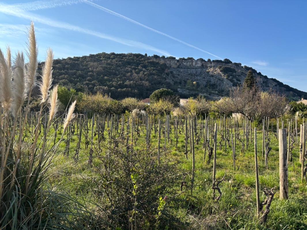 Terrain — Cornas