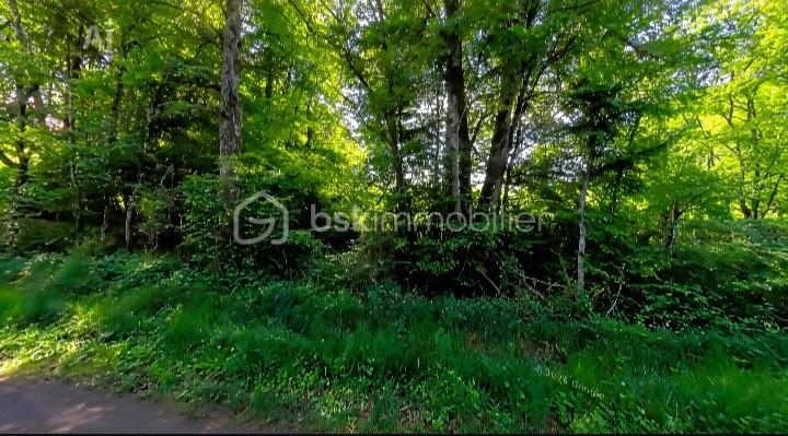 À VENDRE – Terrain arboré en pleine nature