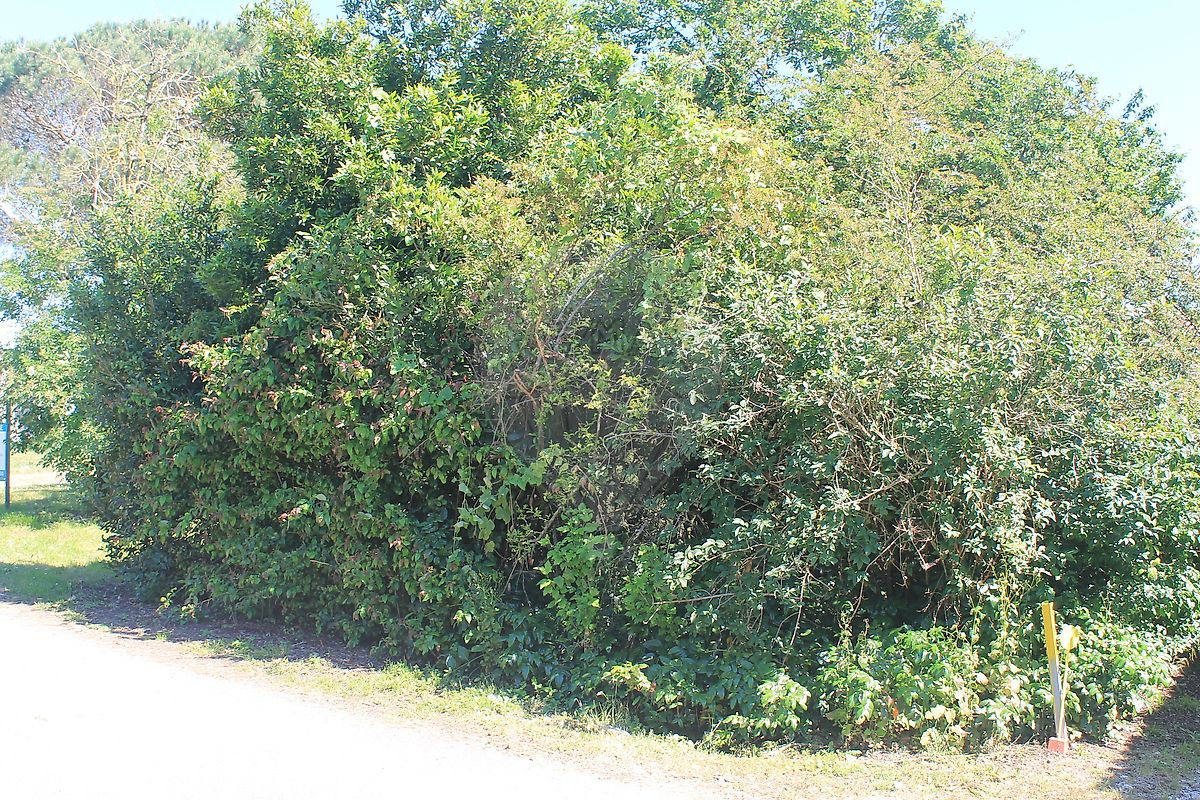 Terrain  à vendre