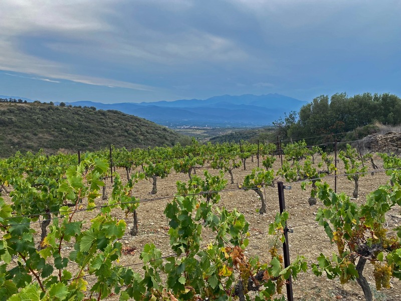 Dpt Pyrénées Orientales (66), à vendre MILLAS terrain agricole de 9000 m² - vigne de muscat petits grains