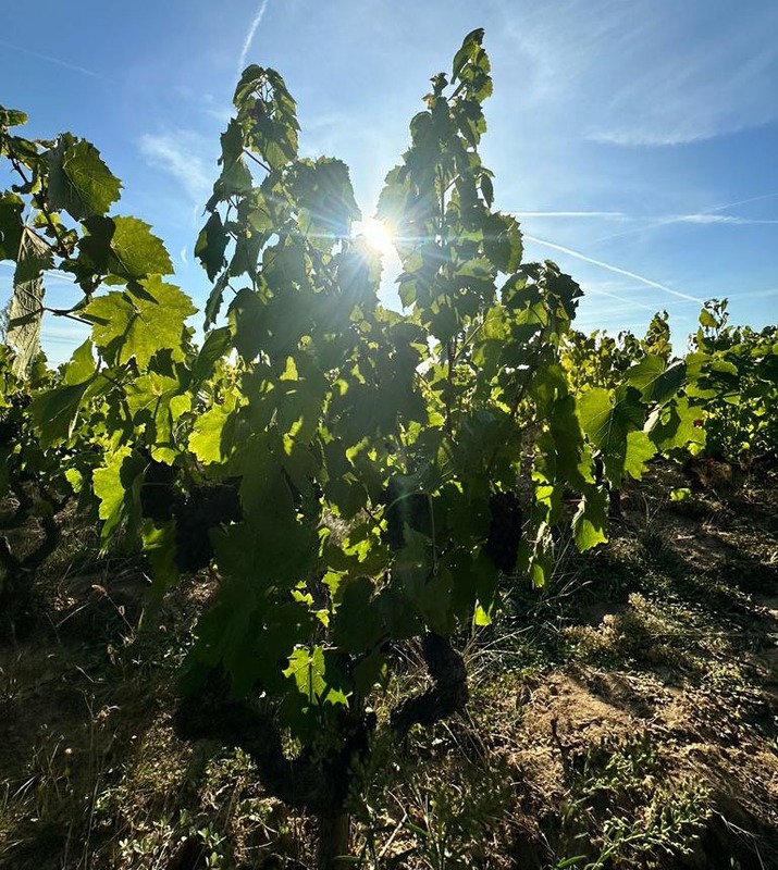 Parcelles de vigne Beaujolais village