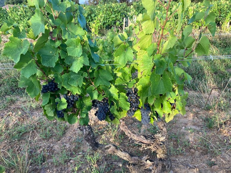 Parcelles de vigne AOC Julienas