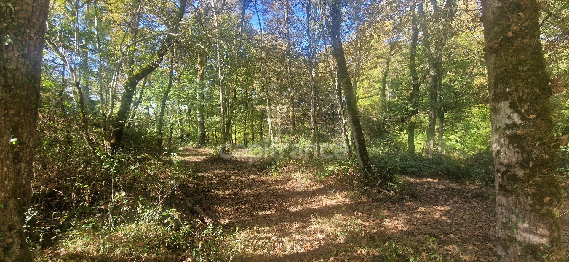 Bois à vendre, LAGRANGE (40)