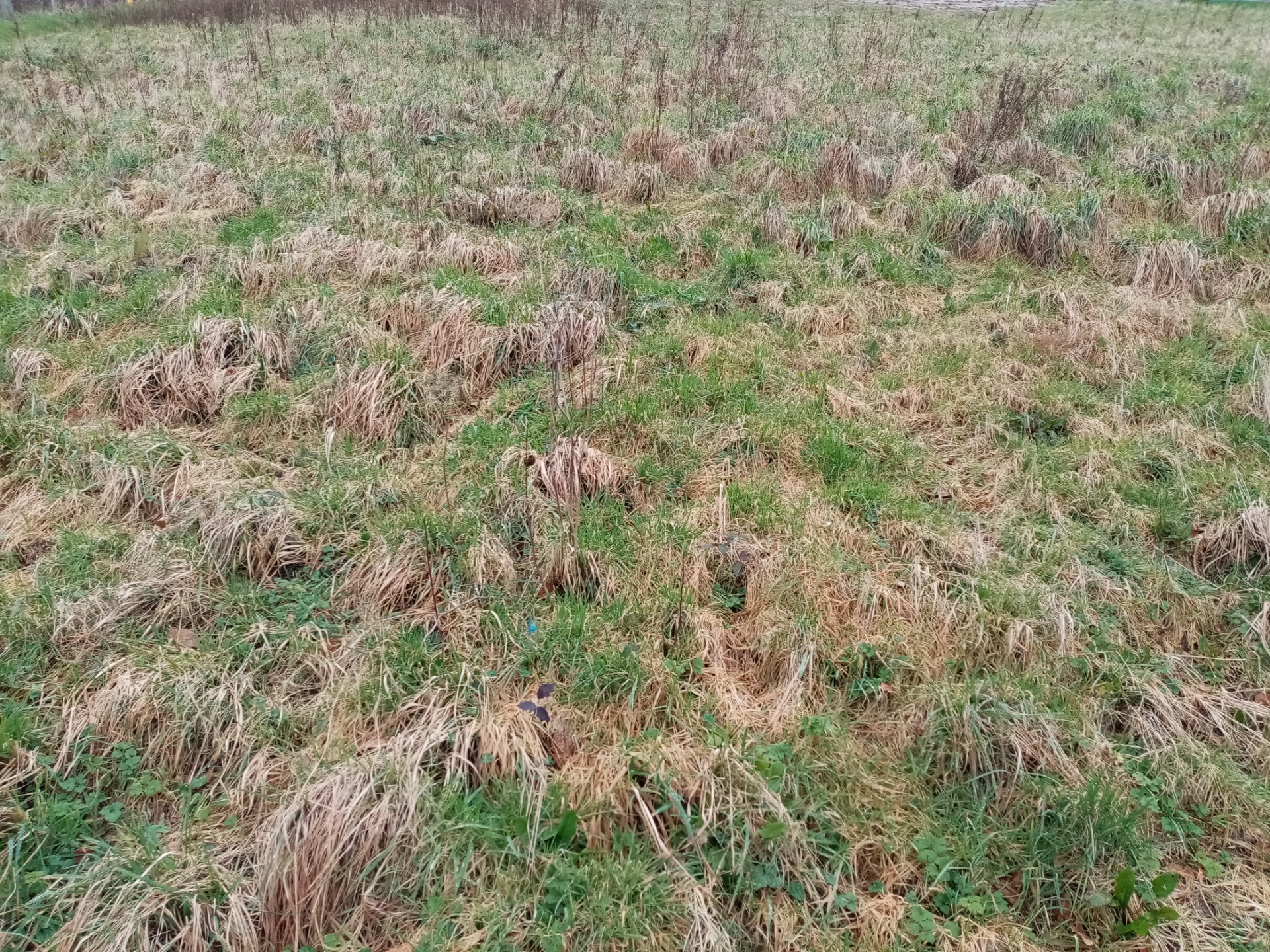 Dpt Seine Maritime (76), à vendre proche de NORMANVILLE terrain