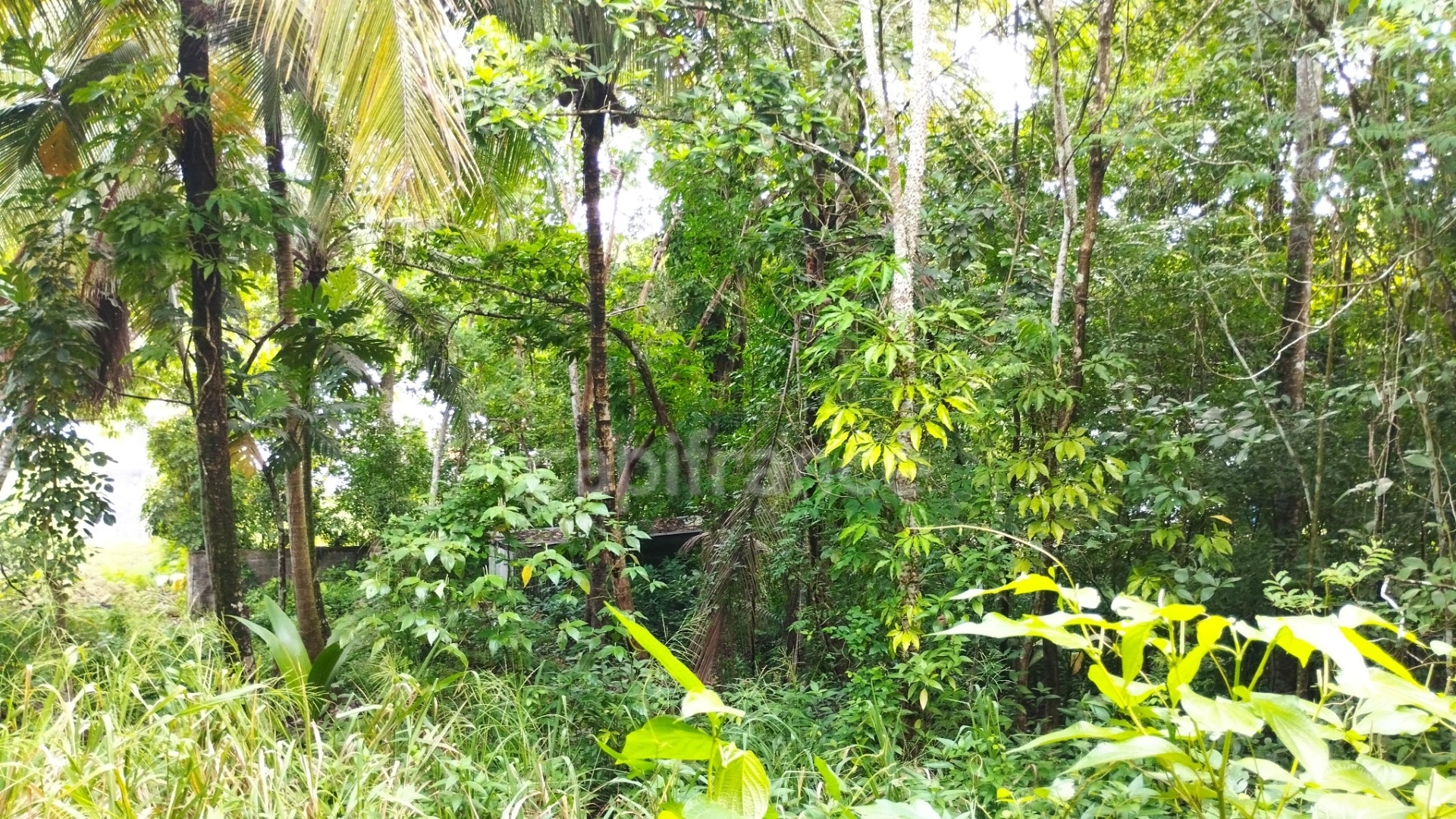 Terrain à vendre de 1 000,00 m² MORNE A L'EAU (971)PROJET HABITATION OU PROFESSIONNEL