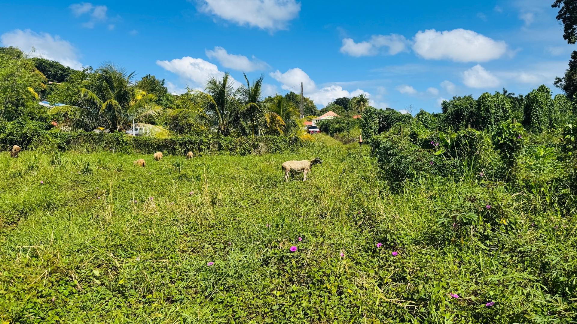 Terrain à vendre de 1 866,00 m² DUCOS (972) QUARTIER GRANDE SAVANE