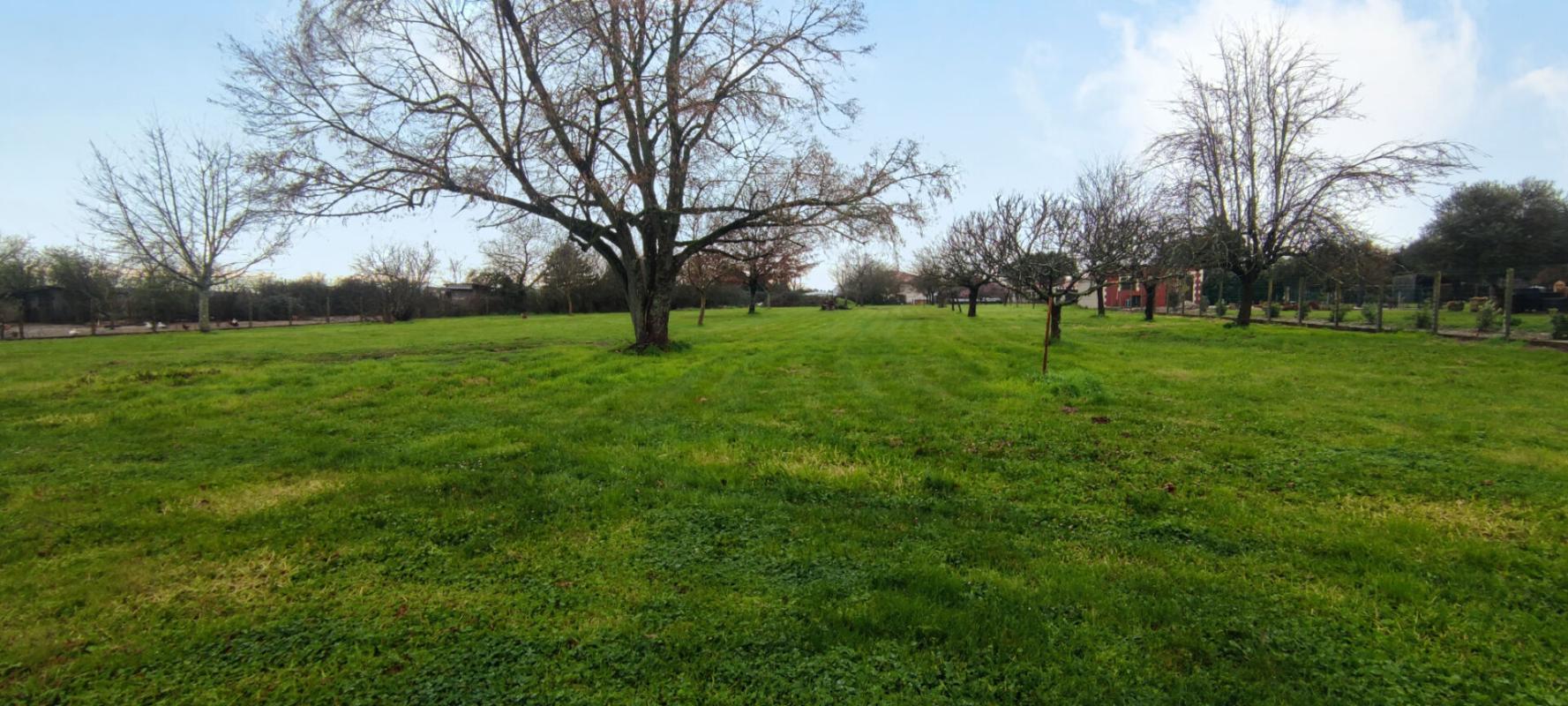 Terrain constructible plat arbore