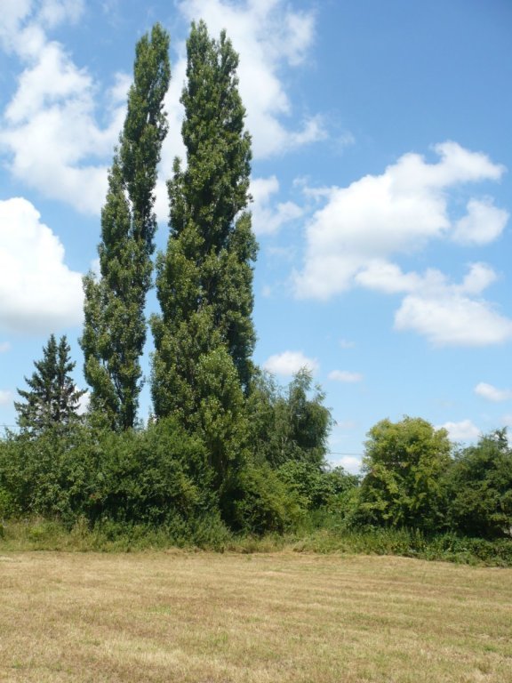Terrain à bâtir 6315 m2 - possible 3 lots - 55000 €