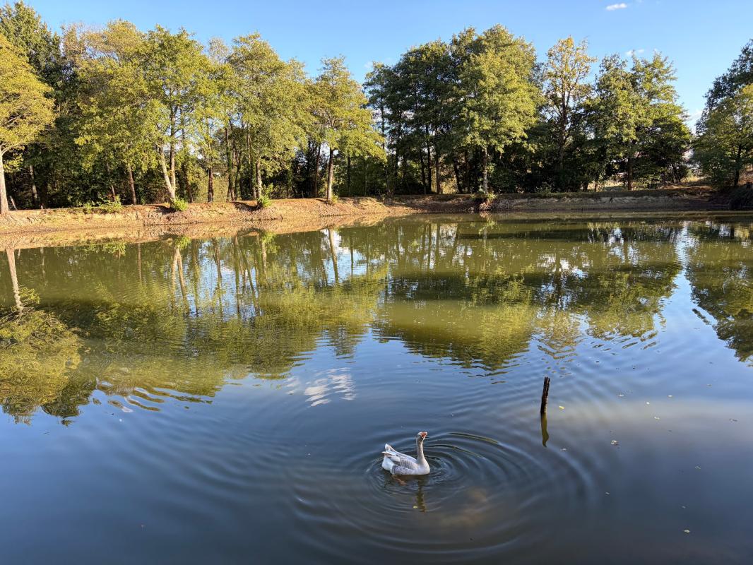 CHATEAU GUIBERT (85) CADRE IDYLLIQUE PARCELLE BOISEE DE LOISIR AVEC ETANG POISSONNEUX SUR 13000M² CLOS