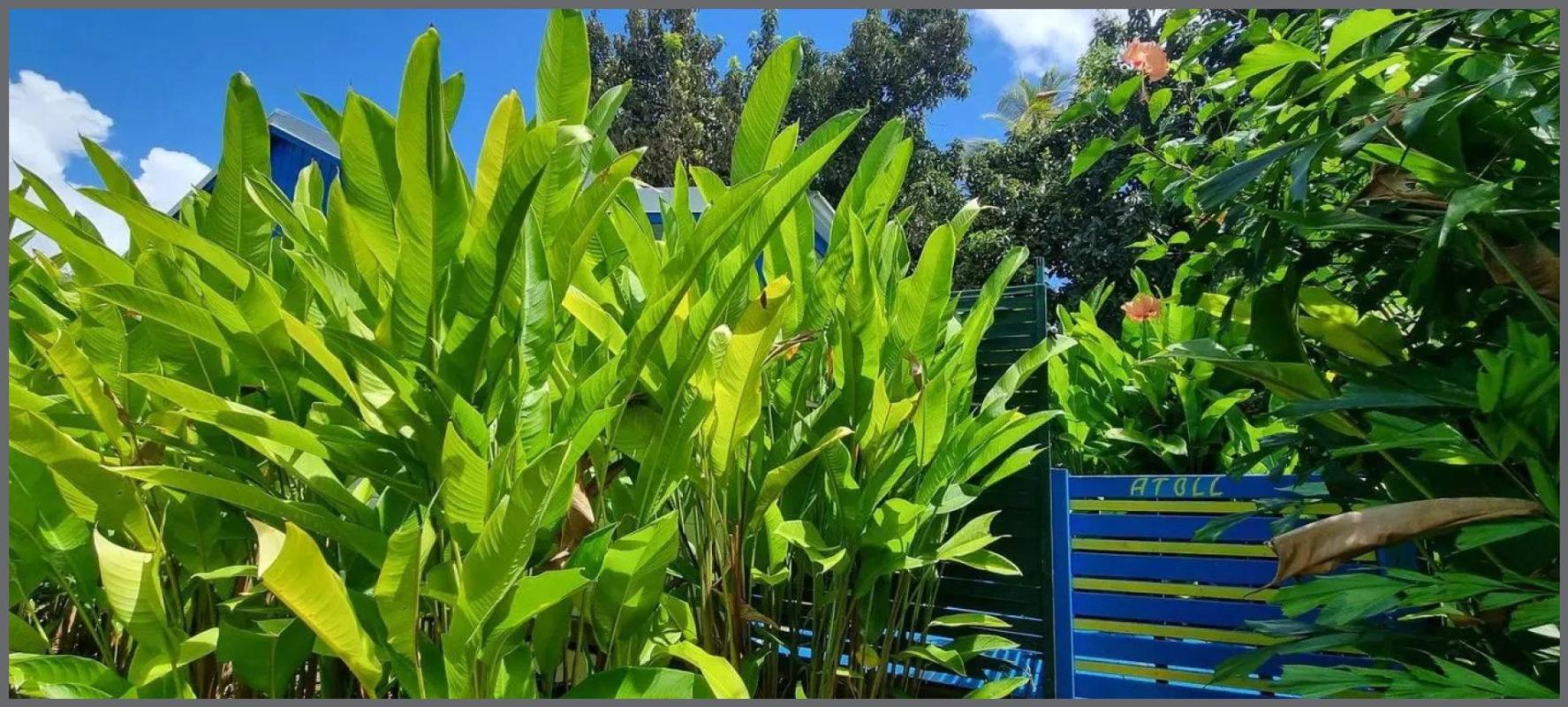 PERLE RARE À SAINTE-ANNE Bungalow T2 avec Piscine - Photo 5