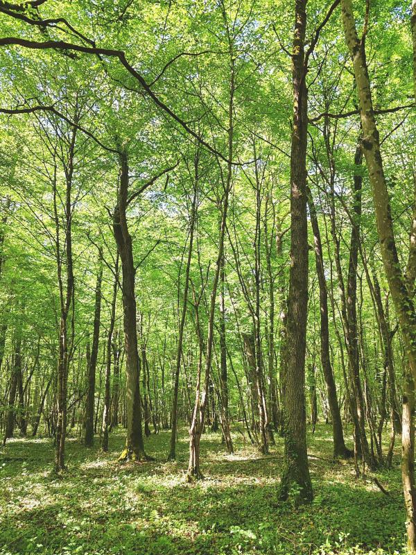 Forêt