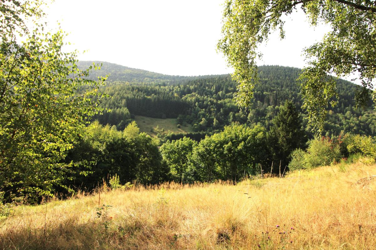 Terrain — Bussang