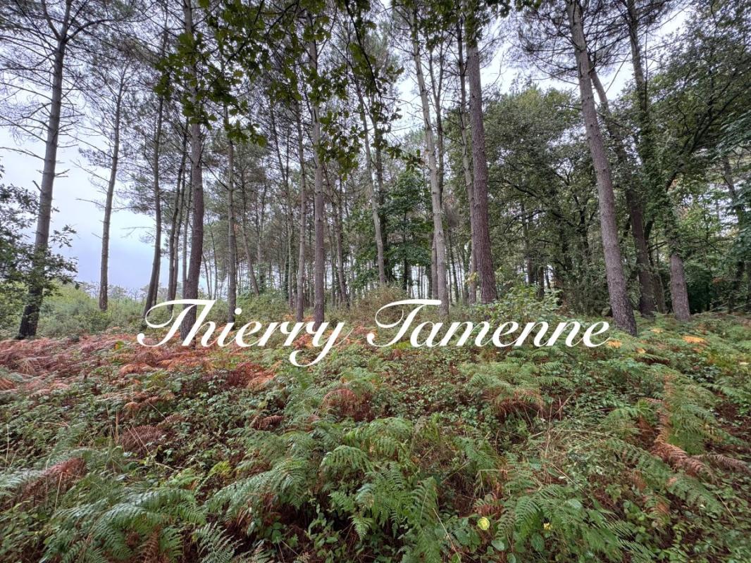 Forêt