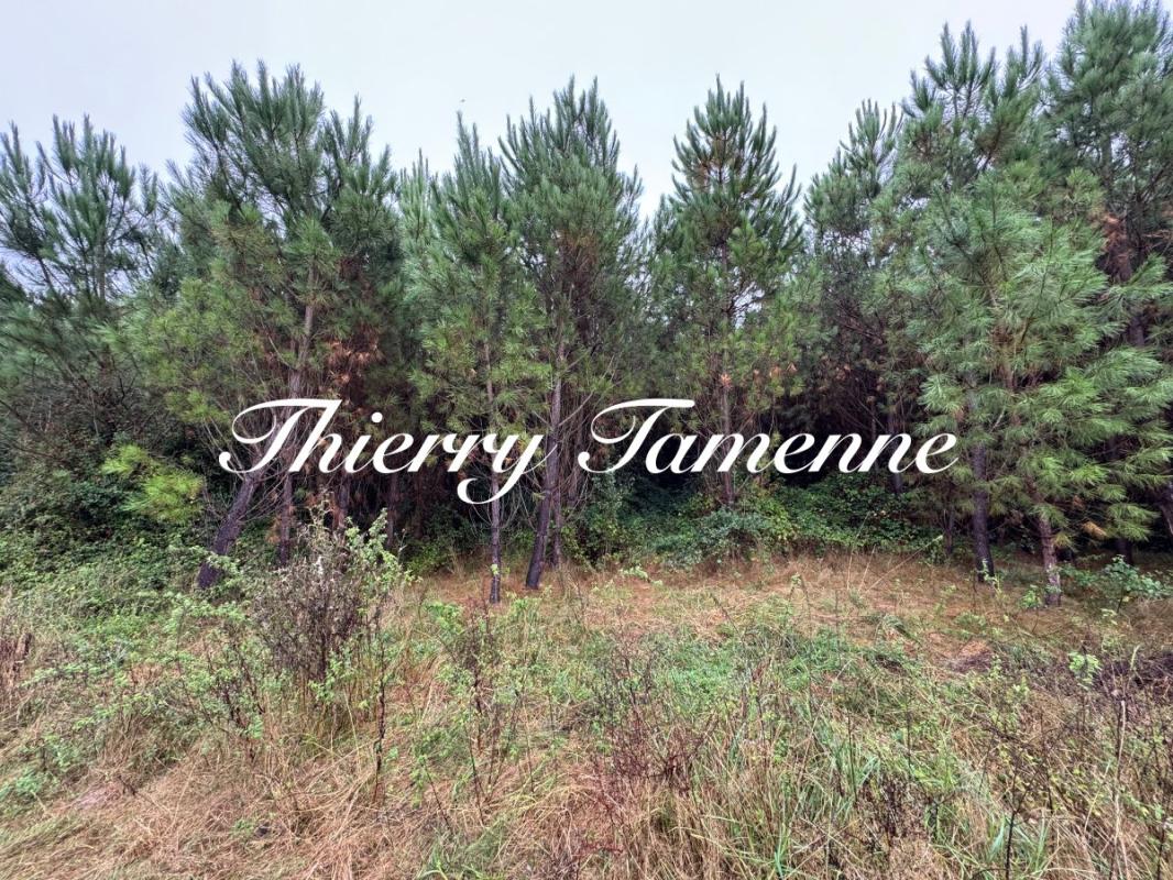 Forêt