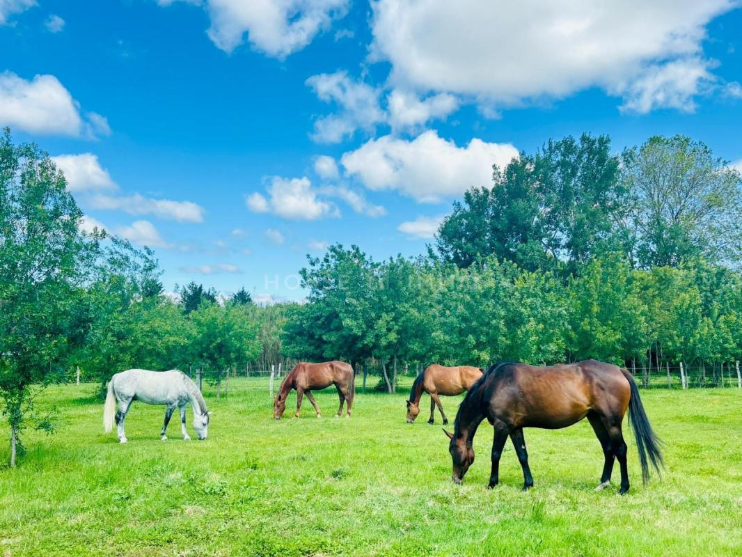 Montpellier, Domaine équestre sur plus de 3 hectares, proximit? - Photo 4