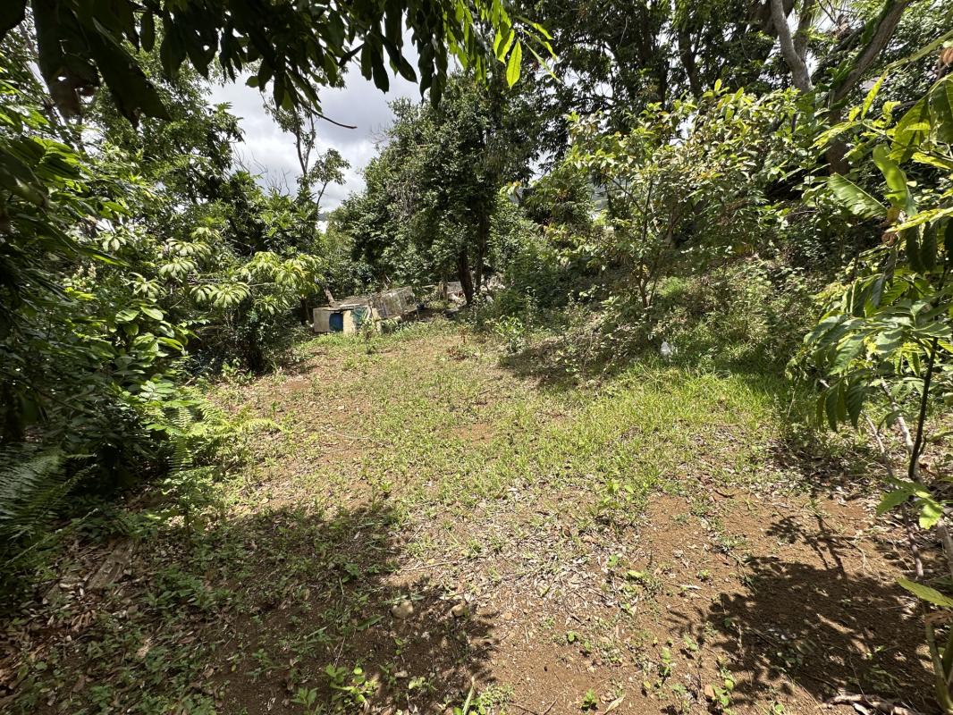 Logo Immobilier réunion_edited.jpg