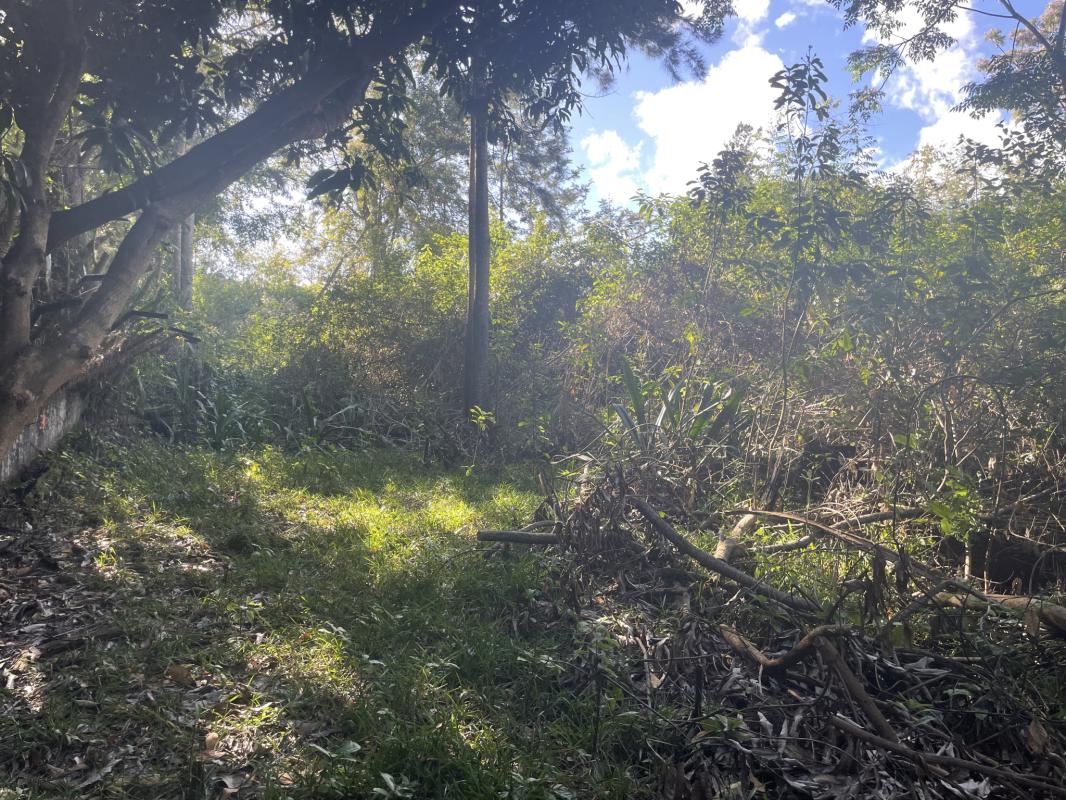 Logo Immobilier réunion_edited.jpg